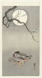 Patos na lua cheia