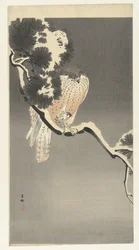 Goshawk com pardal