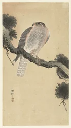 Goshawk sobre ramo de pinheiro