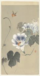 Insectos na bindweed