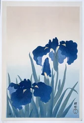 Íris, 1925-36