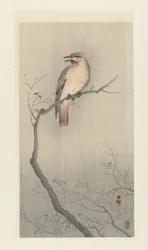 Waxwing japonês no galho