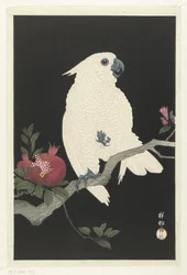 Cacatua e romã