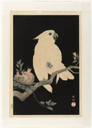 Cacatua com romã