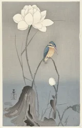Kingfisher com Flor de Lotus