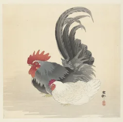 frango e galo