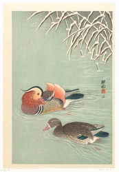 patos mandarim