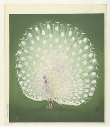 Pavão