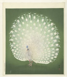 Pavão