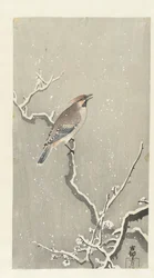 Waxwing em ramo nevado