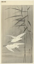 Duas egrets em voo