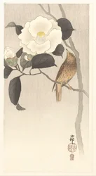 Camélia da canção e da floração