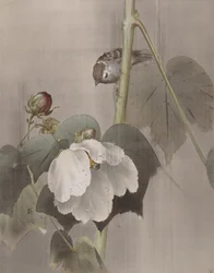 Cotton Rose Mallows na chuva, ca. 1891-92.