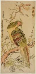 Faisão Dourado (Kinkeicho)