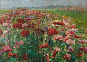 Papoilas em flor