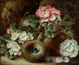 Flores (prímulas) e ninho de pássaros. Pintura de Oliver Clare (cerca de 1853-1927) Coleção particular.