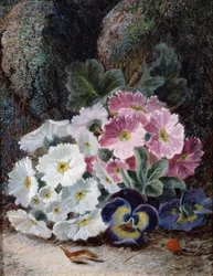 Natureza morta de prímulas e pensamentos. Pintura de Oliver Clare (cerca de 1853-1927) Coleção particular.