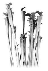 Carnivorous, 2020 (técnica mista digital)