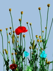 Papoila e flores, 2019 (técnica mista digital)