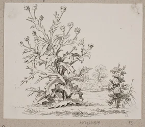 O cardo e a rosa