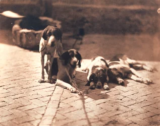 Cães de caça, c.1853 (impressão a sal)