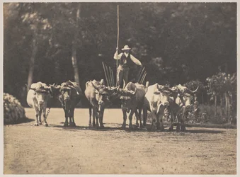Equipe de seis bois com seu motorista, c. 1853.