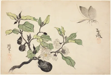Beringela com frutos e flores
