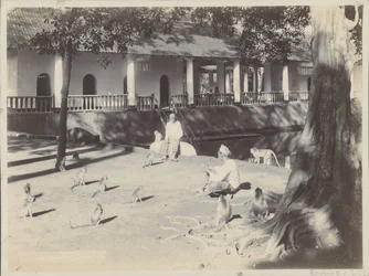 Homens indianos com macacos em um quintal perto de uma água, possivelmente em Surabaya