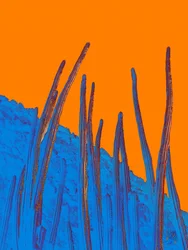 Cactos azuis, céu laranja