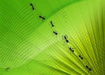 Trilha das Formigas da Folha Verde