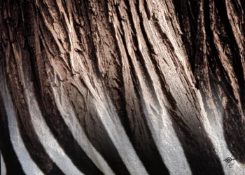 Textura em riscas de zebra