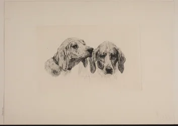 Dinamarquês: Duas cabeças de cão