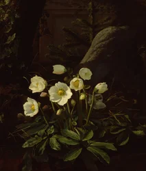 Hellebores em um Rockery (óleo sobre tela)
