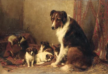 Um Collie com seus filhotes