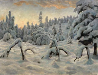 Floresta de abetos após a queda de neve