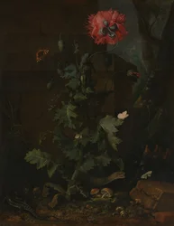 Natureza morta com papoula, insetos e répteis, ca. 1670