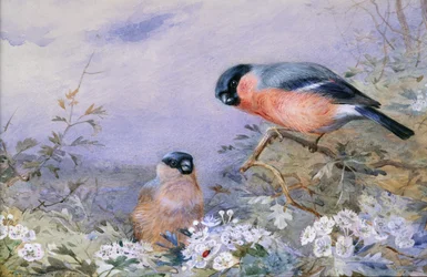 Um par de Bullfinches entre a flor