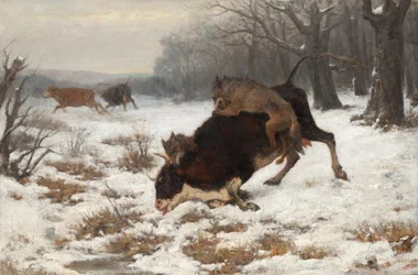 Uma vaca é atacada por lobos