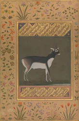 Antílope-negro, fólio do Álbum de Shah Jahan, recto: ca. 1615-20, verso: ca. 1530-50.