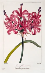 Amaryllis A. sarniensis, pub. 1836.