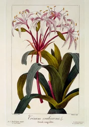 Crinum corando, pub. 1836
