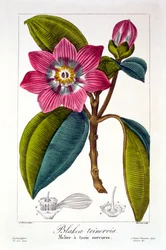Melier, bar. 1836.