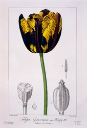 Tulipa: Rei Henrique IV., pub. 1836.