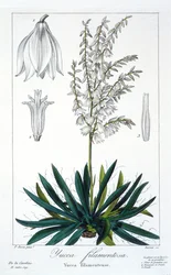 Yucca filamentosa, pub. 1836.