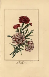 Cravo ou cravo rosa, oillet, Dianthus caryophyllus