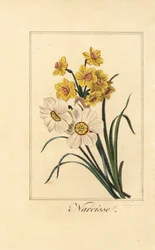 Daffodil varieites, Narcisse, Narcissus poticus e Narcissus pseudonarcissus