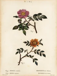 Rosa canina, Rosa canina, Rosier des chiens 1, Rosier des haies 2, Rosa sepium, Rosa agrestis, Rosier des haies