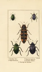 Escaravelho canino, Chrysochus auratus 1, Hoplia argentea 2, escaravelho-jóia da banksia, Cyrioides imperialis 3, Eumolpus fulgidus 4, e Eumolpus surinamensis 5