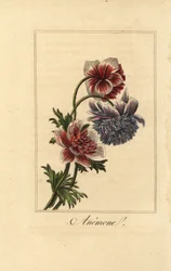 Anémona papoila híbrida, anémona coronária