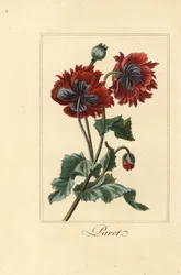 Variedade híbrida de papoila, pavot, Papaver rhoeas
